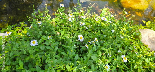 Obraz na plátně Daisy or White Margaret, has white or pale purple petals arranged around yellow stamen