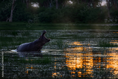 Sunset. Open muzzle mouth. African Hippo, Hippopotamus amphibius capensis, with evening sun, animal in the nature water habitat, Khwai, Moremi in Botswana, Africa. Wildlife scene from nature.
