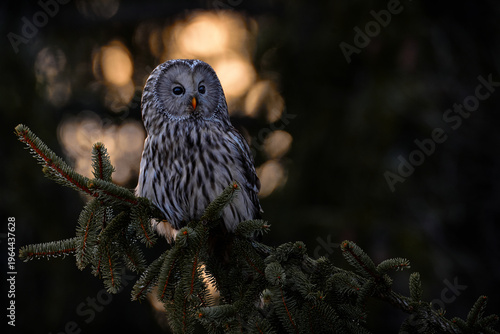 Foto Ural Owl, Strix uralensis, sitting on tree branch, in spruce conifer tree forest, Wildlife scene from nature