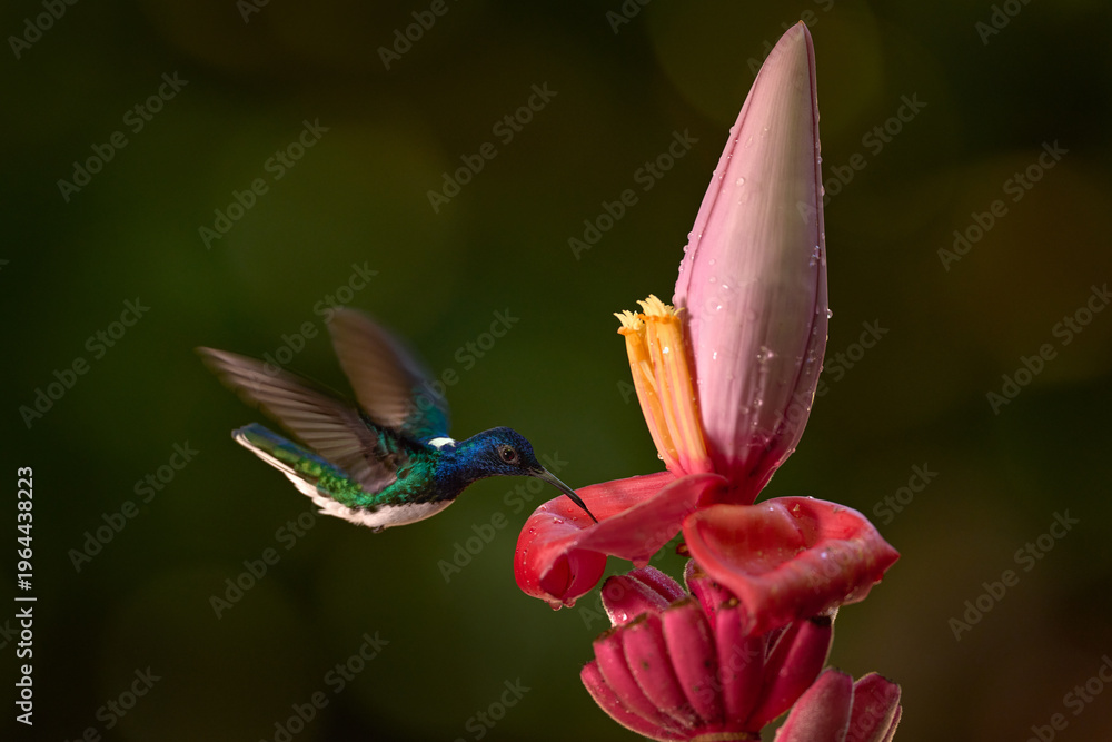 Fototapeta premium Flying hummingbird. Costa Rica nature. Hummingbird White-necked Jacobin, Florisuga mellivora, flying next to beautiful red flower heliconia with green forest in background.