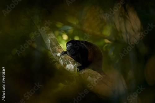 Photography Black monkey Mantled Howler Monkey Alouatta palliata, nature habitat