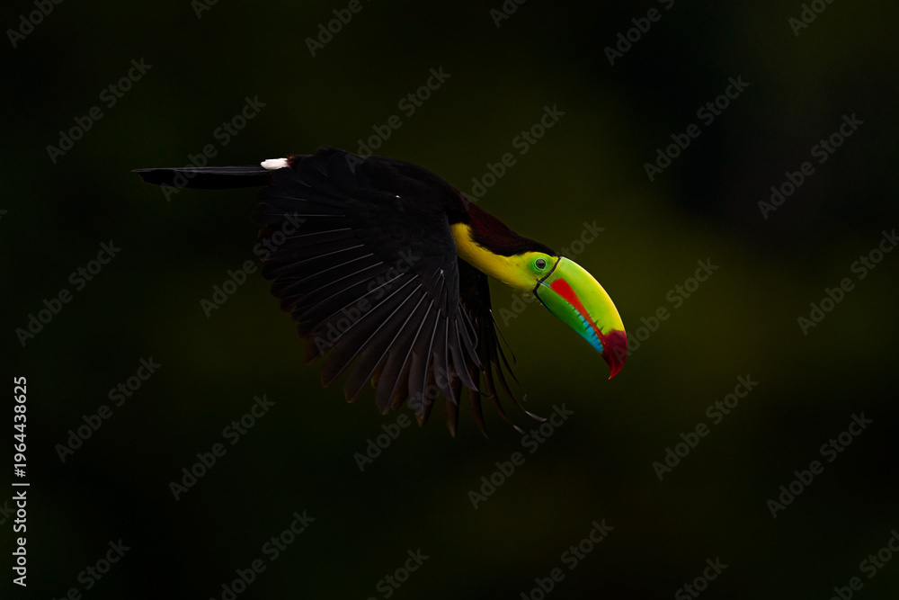 Obraz premium Keel-billed Toucan, Ramphastos sulfuratus, bird with big bill flying above the forest. Beautiful wildlife scene. Animal in nature forest habitat, Costa Rica. Flying tropical bird during strong rain.