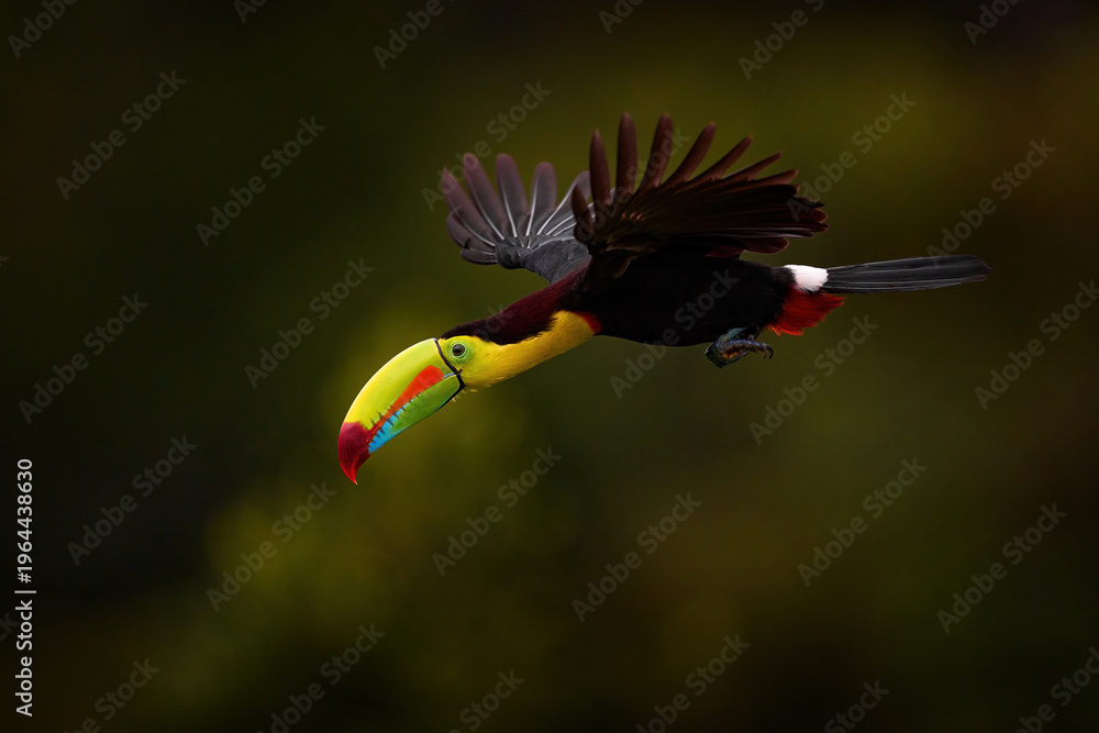 Obraz premium Keel-billed Toucan, Ramphastos sulfuratus, bird with big bill flying above the forest. Beautiful wildlife scene. Animal in nature forest habitat, Costa Rica. Flying tropical bird during strong rain.