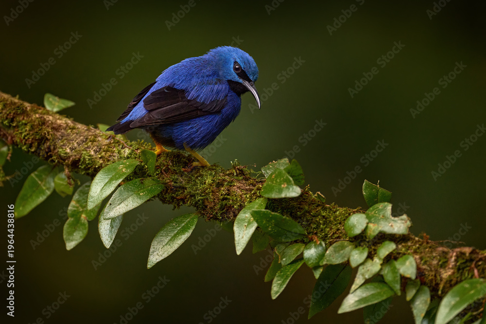 Fototapeta premium Blue tropic bird, close-up portrait. Shining Honeycreeper, Cyanerpes lucidus, wildlife from Costa Rica. Beautiful exotic forerst blue bird with yellow legs, Central America. Detail of jungle animal.