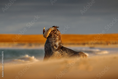 Sea lion catch the penguin bird. Sea lion, Otaria flavescens, on the beach with kill food. Beautiful animal by the ocean beach. Sea lion from the nature habitat, Bleaker Island, Falklands.