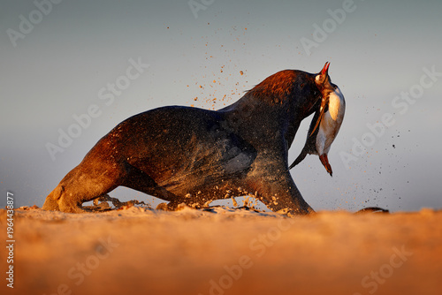 Sea lion catch the penguin. Sea lion, Otaria flavescens, on the beach with kill food. Beautiful animal by the ocean beach. Sea lion from the nature habitat, Bleaker Island, Falklands.