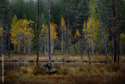 Bear hidden in yellow forest. Autumn trees with bear. Beautiful brown bear walking around lake, fall colours. Big danger animal in habitat. Wildlife scene from nature, Russia.