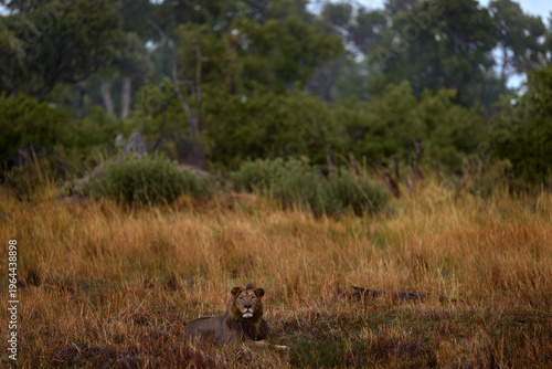 Africa lion landscape. Africa wildlife. Lion hidden in the green vegetation. Forest African lion in the nature habitat, green trees, Okavango delta, Botswana in Africa, red grass.