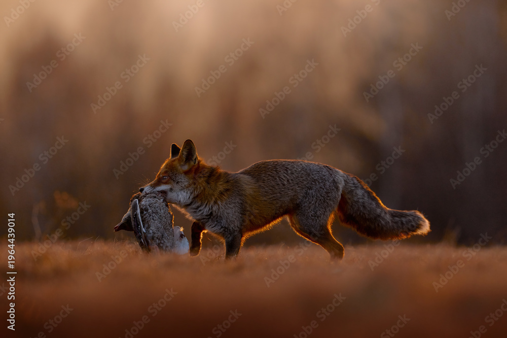 Fototapeta premium Sunset, red fox catch the bird, duck. Autumn forest. Fox sunset, orange evening light. Orange fur coat animal in the nature habitat. Fox on the green forest meadow. Red Fox hunting, wildlife Europe.
