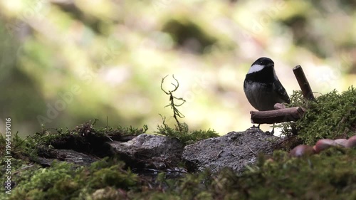 blackberry alone against winter, cincia mora (Periparus ater)