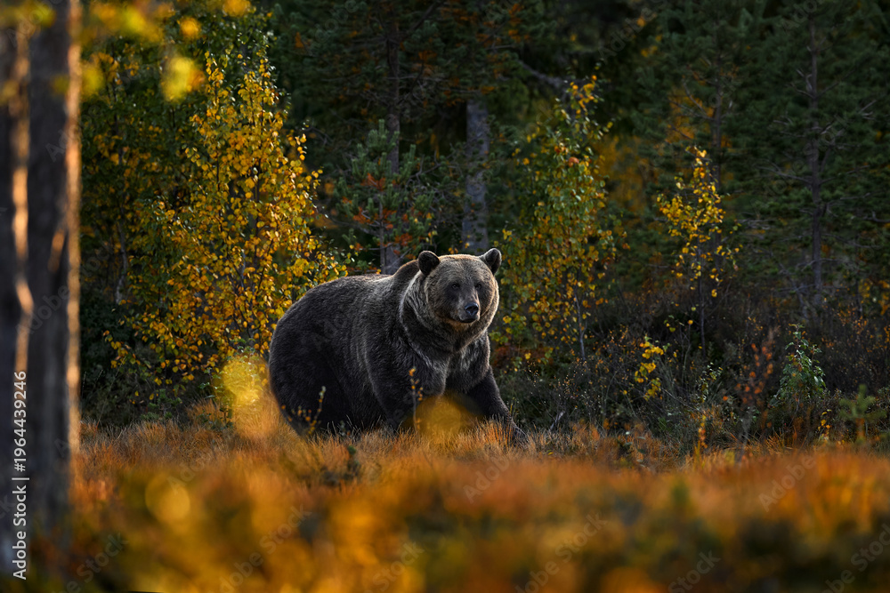 Fototapeta premium Autumn wildlife, nature in Europe. Bear walk in orange red forest. Autumn trees with bear. Beautiful brown bear walking around lake with fall colours.