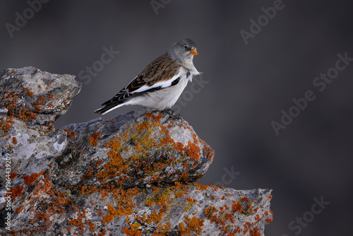 White-winged snowfinch, Montifringilla nivalis, bird sitting on the grey stone with orange lichen. Bird in nature habitat, Gemmi Pass, Leukerbad, Switzerland. White-winged snowfinch in Alps, wildlife.