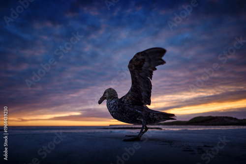 Twilight morning sky with clouds and bird with open wings. Sea Lion Island, Falkland Island. Bird on the sandy beach. Giant petrel, Macronetes giganticus, big sea bird with young in the nest.
