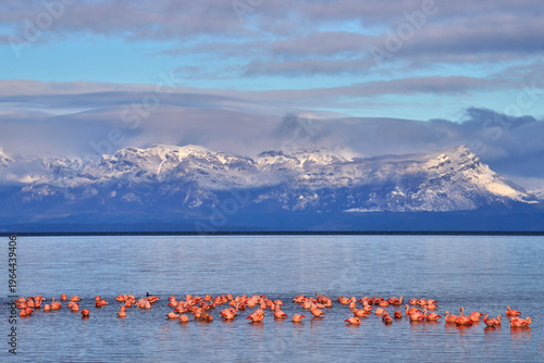 Flock of Chilean flamingos, Phoenicopterus chilensis, nice pink big birds with long necks, dancing in water, animals in the nature habitat in Chile, America. Flamngo from Patagonia, Torres del Paine.