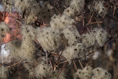 1964440061 Gewöhnliche Waldrebe Fruchtstände