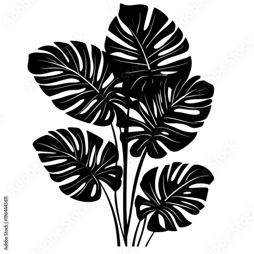 Silhouette Tropical Leaves White Background