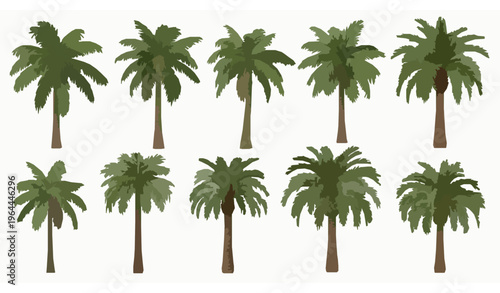 Realistic palm tree set vector with coconut date and acai tropical plants in detailed botanical collection