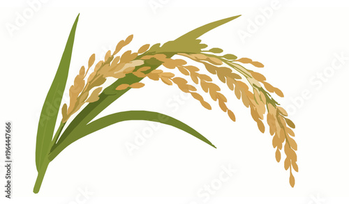 Realistic ripe rice ear vector with golden paddy grains and green leaves isolated on white background