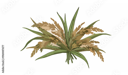 Rice plant cluster vector with ripe paddy grains and green leaves in detailed agricultural botanical illustration
