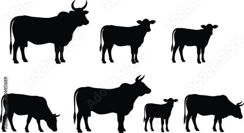 Black silhouette set of cows bulls and calves in various poses including grazing and standing isolated on white background for farm and livestock design