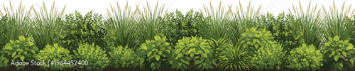 Flat vector illustration of a long row of green garden bushes and lush ornamental grasses isolated on white background for landscape architecture design