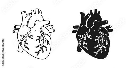 Anatomical human heart vector icons, black and white medical organ illustrations, set of 2 realistic heart symbols for cardiology and healthcare