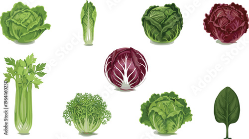 Detailed vector illustration set of fresh leafy greens including various cabbage types celery radicchio and spinach for healthy lifestyle