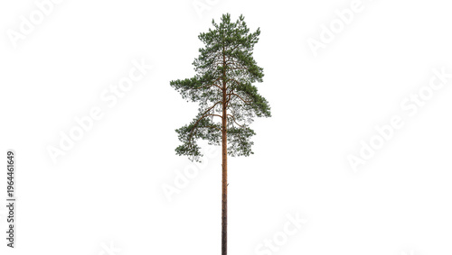 Foto Isolated tall mature pine tree with green needles and brown trunk, natural fores