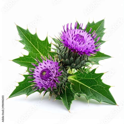 Milk thistle (Silybum marianum), isolated.