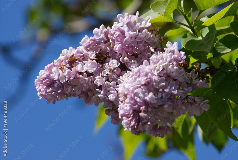 Obraz premium Close-up of purple lilac blossoms in spring against a blue sky.