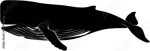 Sperm Whale Silhouette – Flat Vector Plotter Cut File