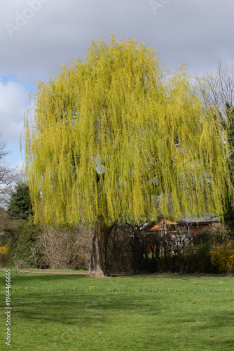 Full view of a graceful weeping willow tree in landscape