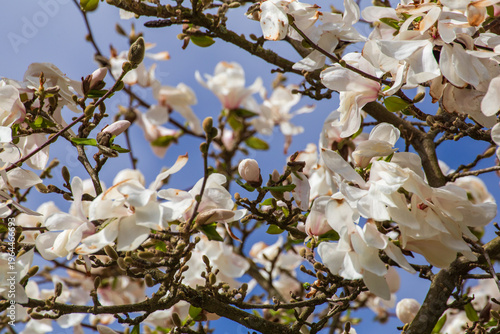 Delicate white magnolia blossoms in full spring bloom