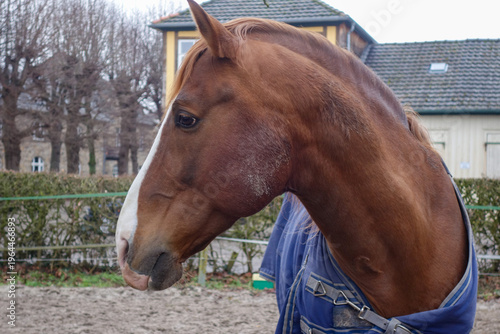 Close-up of the head of a Paint Horse showing distinctive markings