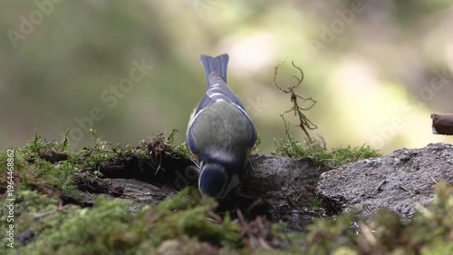Cinciarella (Cyanistes caeruleus) Blue	