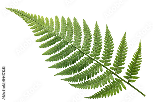 Green fern frond isolated PNG on transparent background, tropical plant foliage for design and decoration, nice botanical element