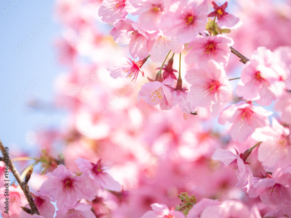 Fototapeta premium 春の桜