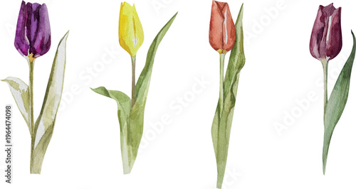 Set of tulp, seasonal flowers with leaves. Spring red, pink, purple Tulip and leaf hand drawn vector watercolor illustration. Colorful nature concept of plant, sticker, cover, badge, card design.