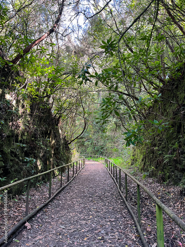 Levada dos Cedros Hiking Trail (Trail PR14) Through Laurisilva Forest (Madeira, Portugal)