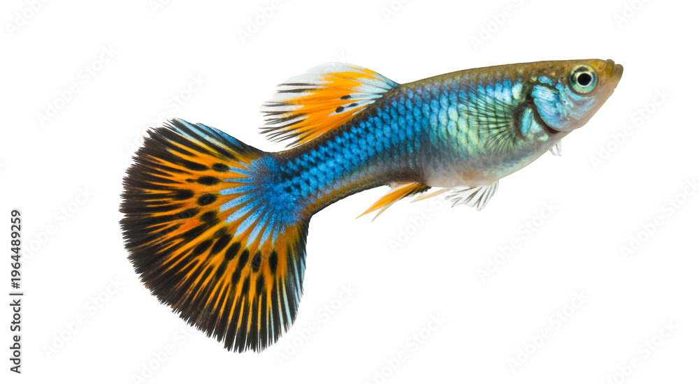 Fototapeta premium Blue and orange guppy fish profile tail isolated on a transparent background