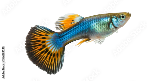 Obraz  z motywem Blue and orange guppy fish profile tail isolated on a transparent background