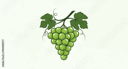 Illustration of a cluster of green grapes with leaves and tendrils