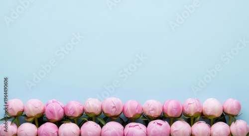 Beautiful Pink Peonies on Soft Blue Background for Design Concept