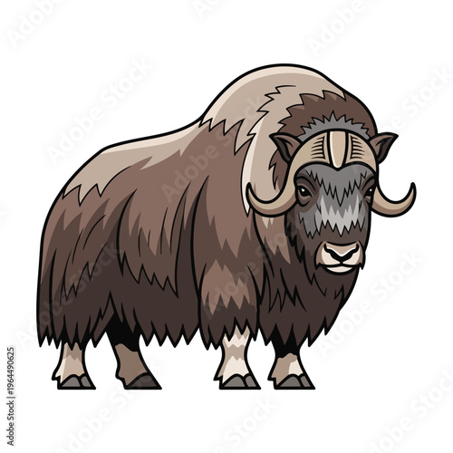 Muskox Standing Isolated on White Background with Curved Horns