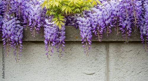 Beautiful Purple Wisteria Blooms Against Gray Wall Background