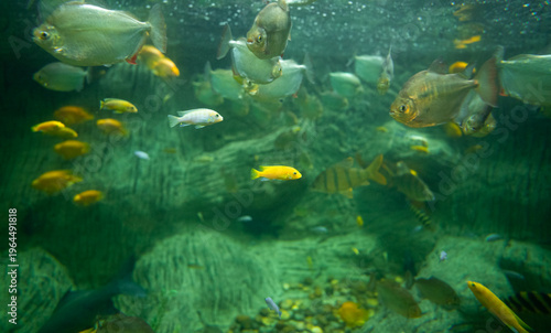 A variety of fish are swimming around in a large clear glass tank displaying bright and beautiful colors.