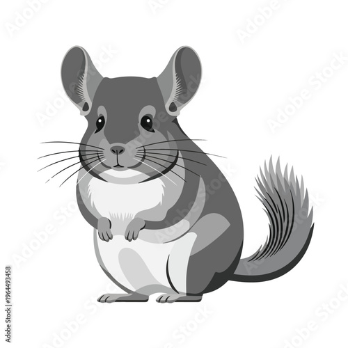 Cute chinchilla standing on hind legs looking forward monochrome