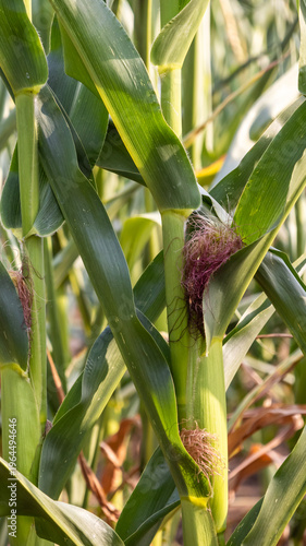 Close-up of green corn plants with reddish silk in a cultivated field