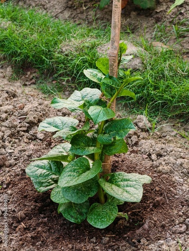 Fresh Malabar Spinach (Basella alba) plant growing in an organic home garden with bamboo support