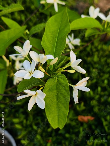 White Holarrhena pubescens flowers blooming in a tropical garden